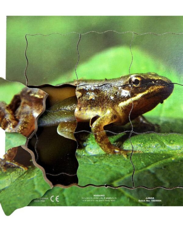 Cyklus - vývoj života žáby (puzzle 19 dílů) Žába a její životní cyklus je dřevěné vrstvené puzzle o 19 dílech