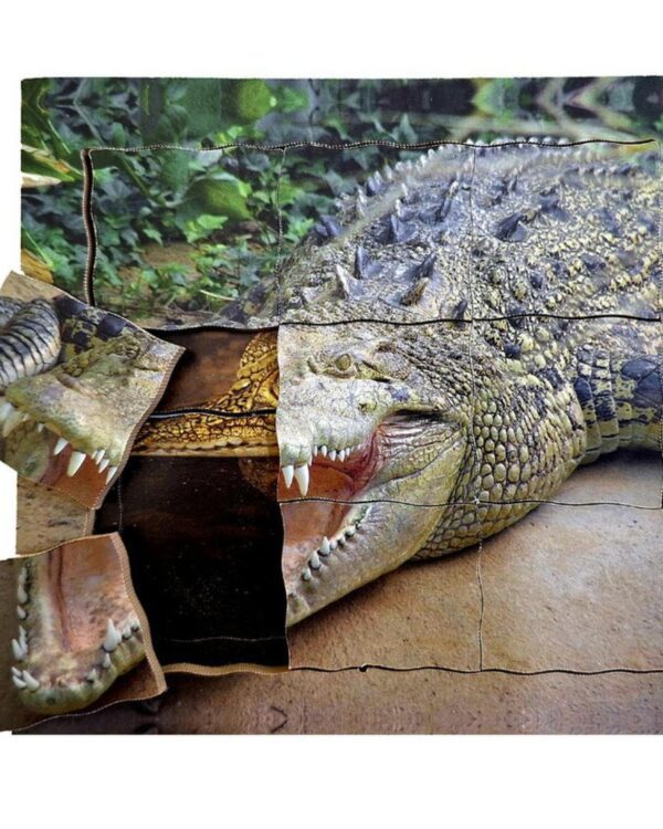 Cyklus - vývoj života krokodýla (puzzle 19 dílů) Hledáte hračku